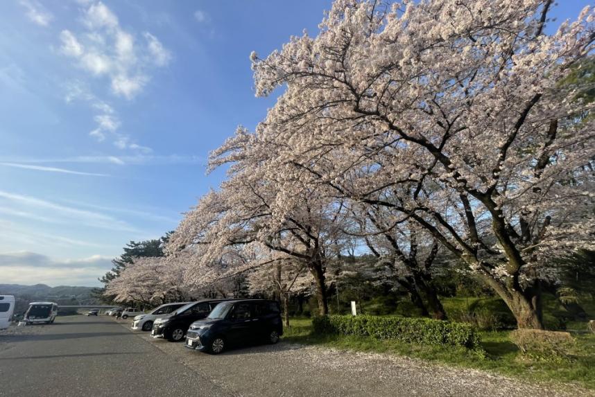 上大島キャンプ場の桜