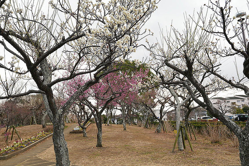 若宮公園の梅園