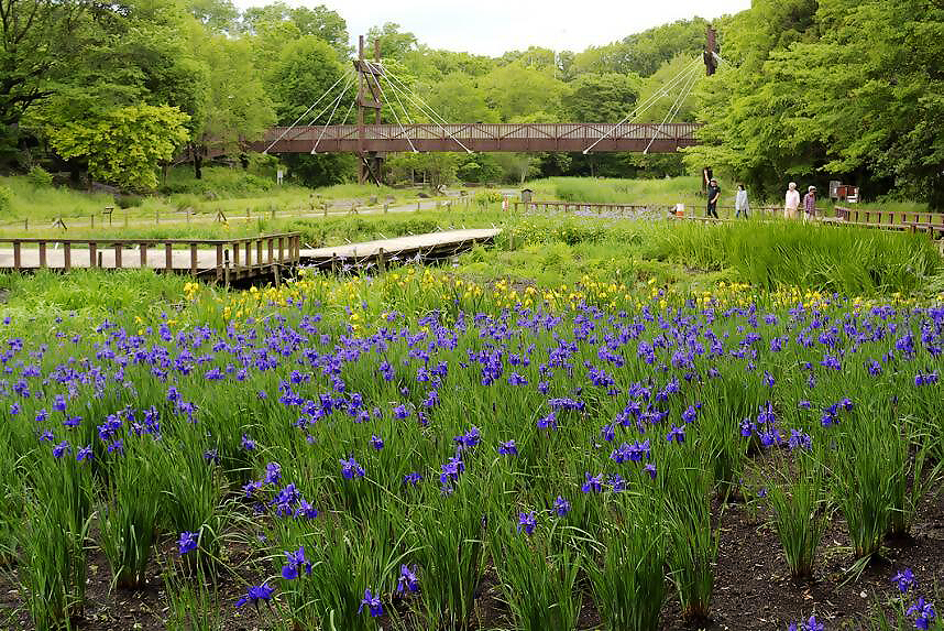 湿生植物園の菖蒲