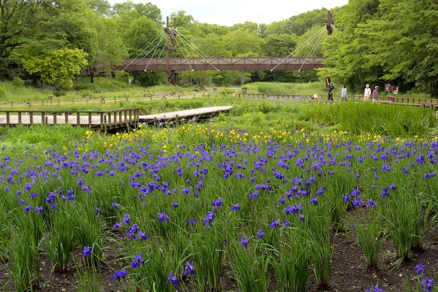 湿生植物園の菖蒲