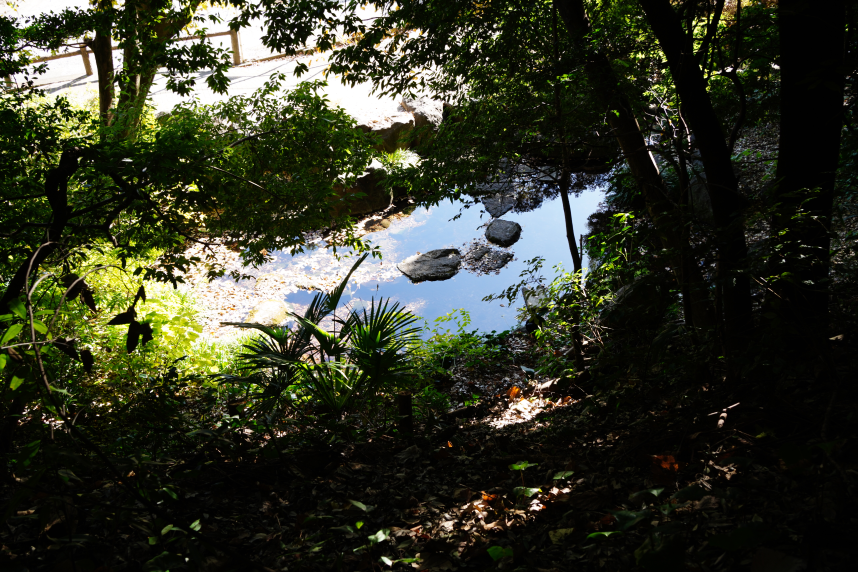 亀島自然公園の湧水池