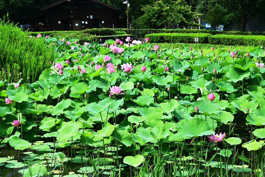 蓮の花が咲く蟹ヶ谷公園2