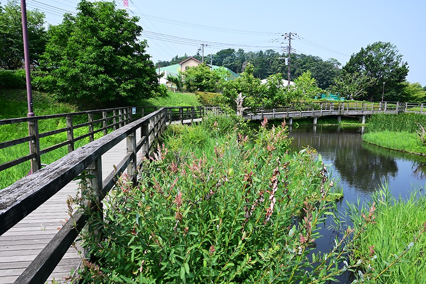 蟹ヶ谷公園木道