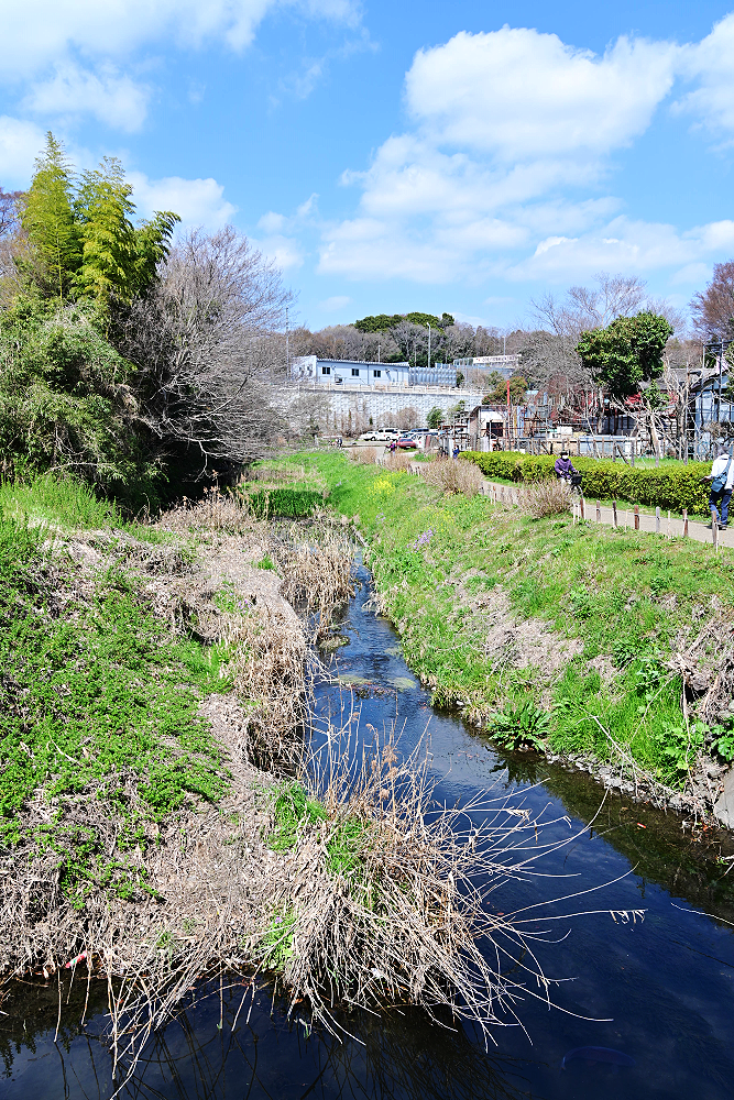 台湾亭近くの引地川沿い