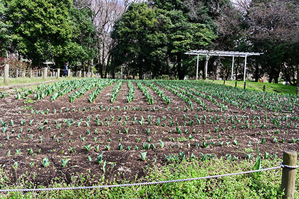 チューリップの植樹