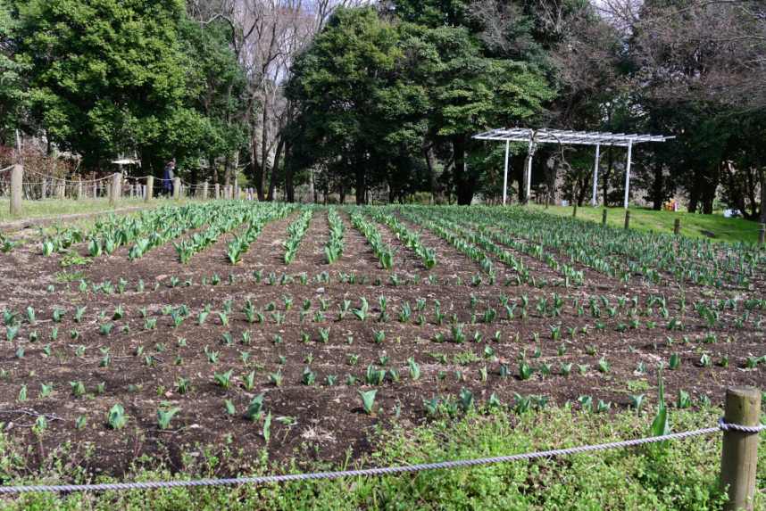 チューリップの植樹