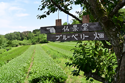 店舗横にある畑