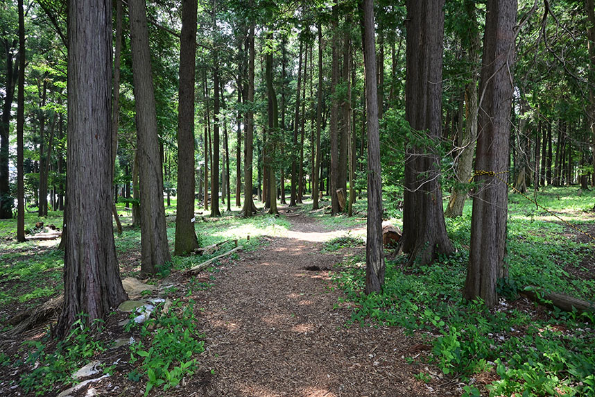 長峰の森の様子