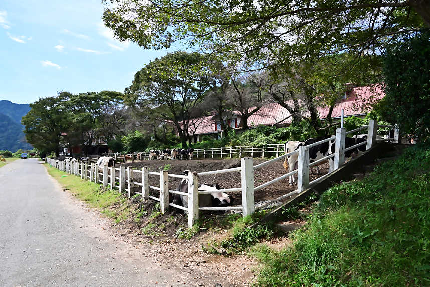 駐車場の前にいる牛たち