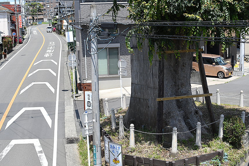 歩道橋より見た大欅