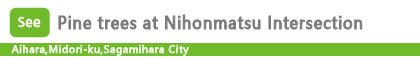 Pine trees at Nihonmatsu Intersection