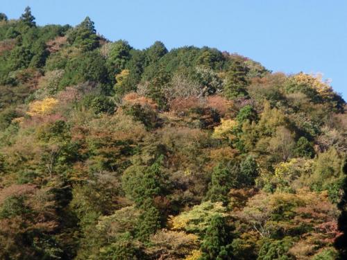 塩水橋紅葉