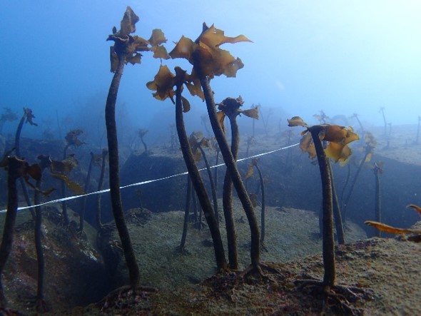 海底の写真2