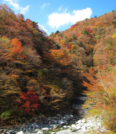 山北町森林セラピー基地