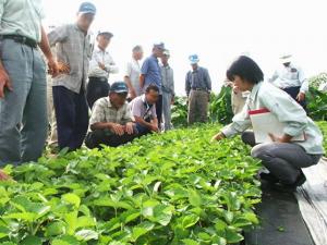 イチゴ苗の巡回検討会