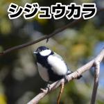 シジュウカラ