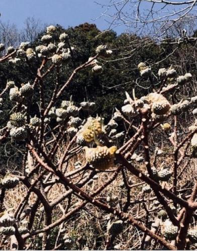 210131日向薬師登山口