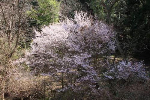 210324篠原登山口