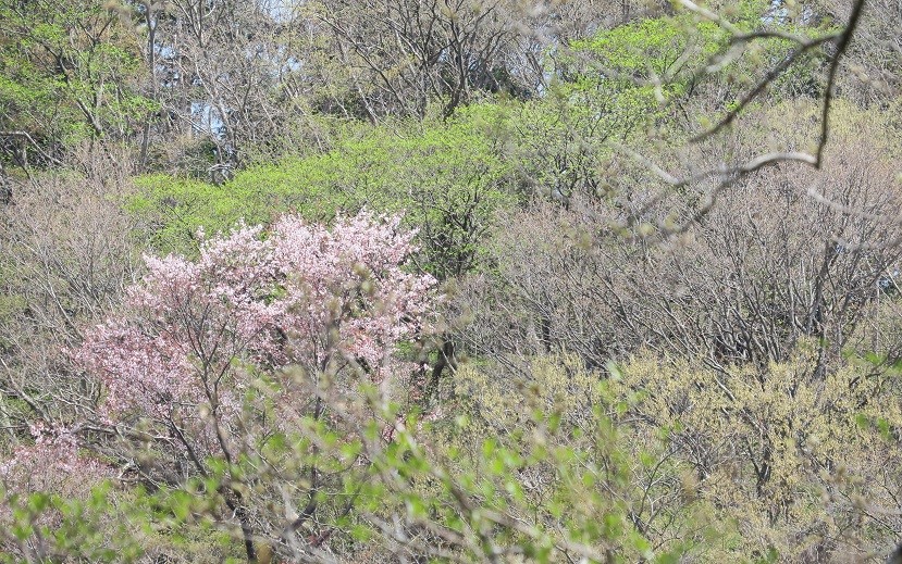 210331経ヶ岳上部