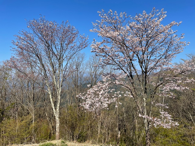 210411陣馬山山頂