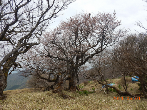 210501棚沢ノ頭標高1600メートル