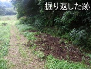 イノシシが掘り返した跡