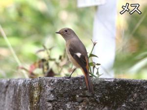 ジョウビタキ雌