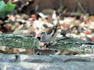 水を飲むシメ