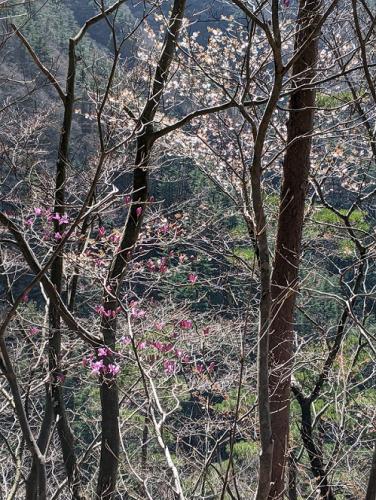 210324黍殻山標高750メートル