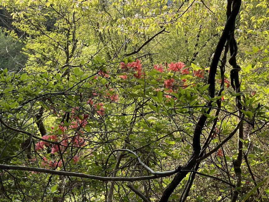 210410陣馬山落合登山口付近