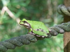 ニホンアマガエル