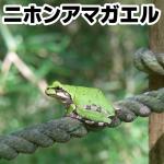 二ホンアマガエル