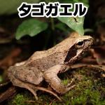 タゴガエル