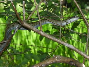 木登りが得意なアオダイショウ