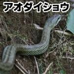 アオダイショウ