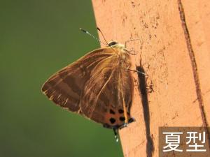 トラフシジミの夏型