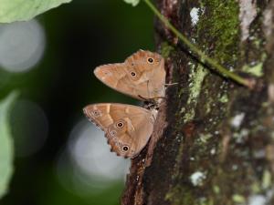 樹液に集まるヒカゲチョウ