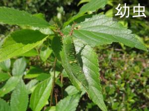 アカボシゴマダラの幼虫