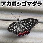 アカボシゴマダラ