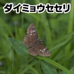 ダイミョウセセリ