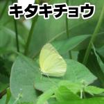 キタキチョウ