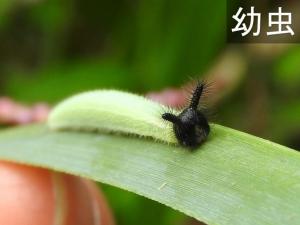 クロコノマチョウの幼虫