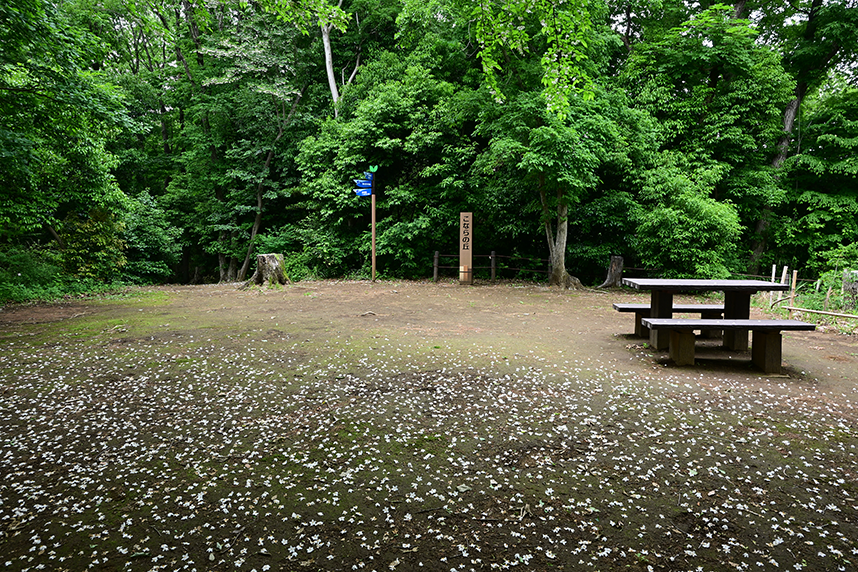 あつぎこどもの森公園の「こならの丘」