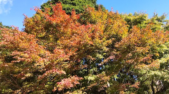 211023菩提峠付近のカエデ類