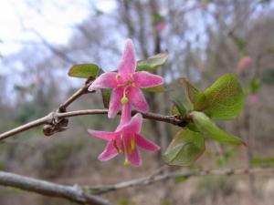 ウグイスカグラの花（拡大）