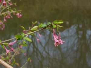 ウグイスカグラの花