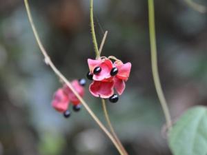 さやが開いたトキリマメ