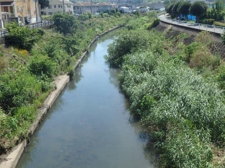 早淵川工事前