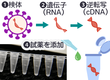 PCR検査の流れ