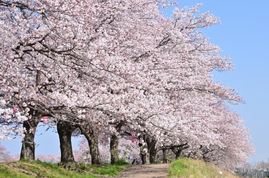 相模川三川合流点